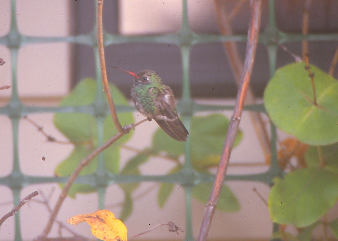 Broad-billed Hummingbird - Thomas Schultz