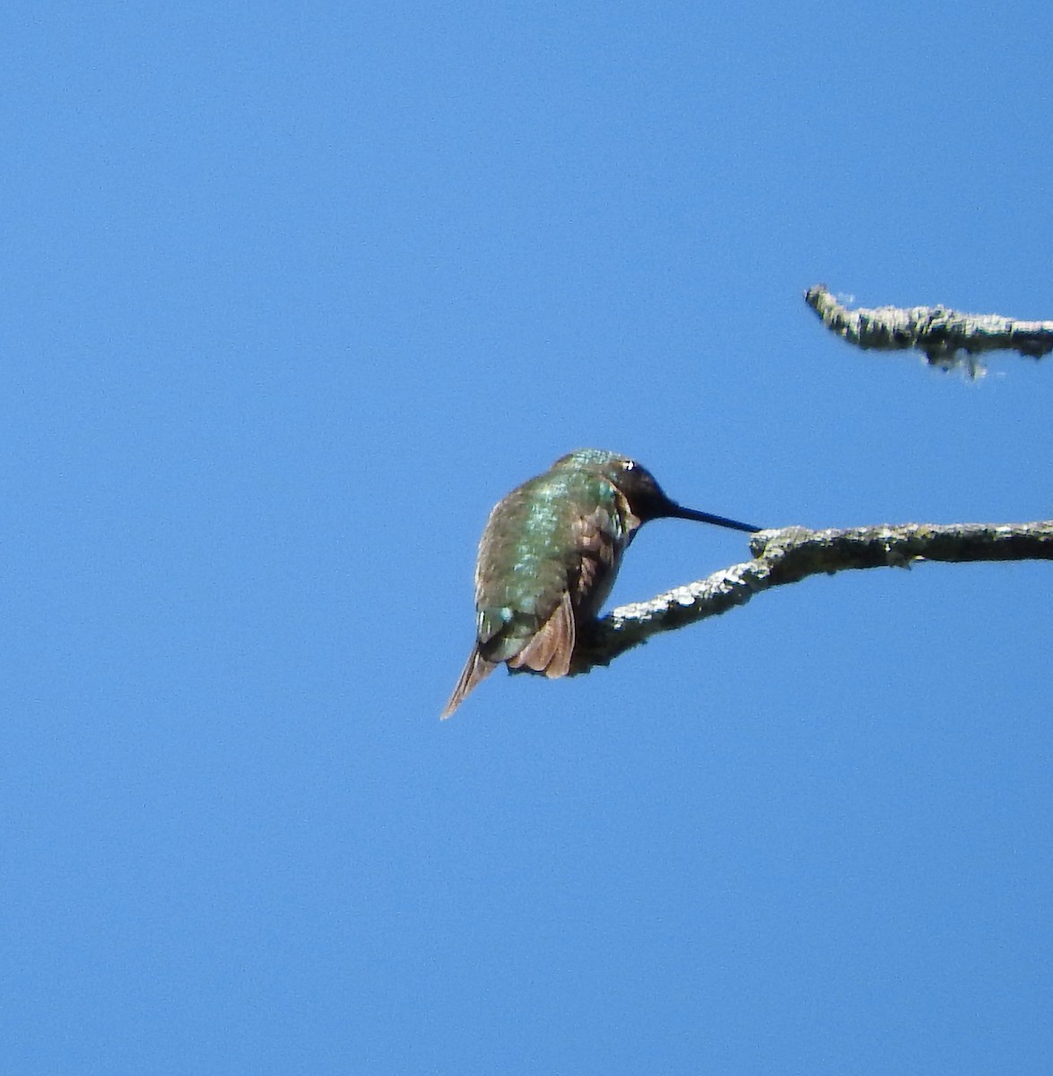 Mass Audubon Ebird Checklist 14 Jun 2022 Boston Nature Center