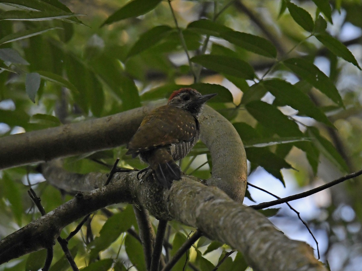 Dot-fronted Woodpecker - ML459591911