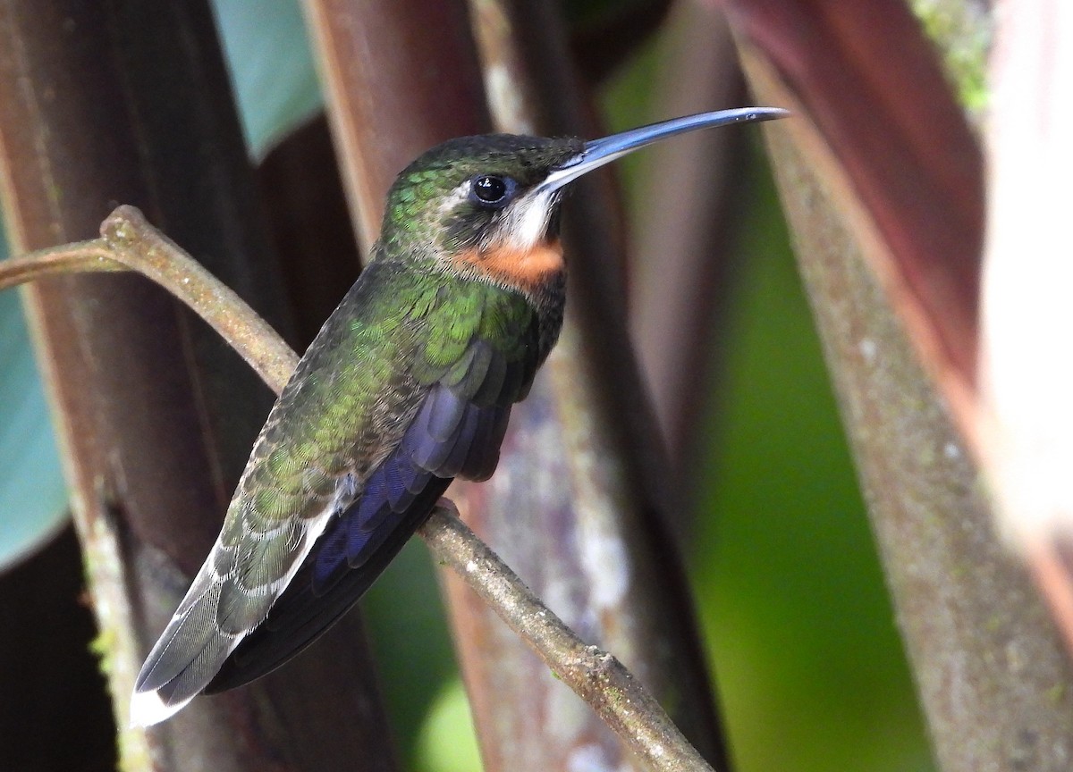kolibřík světloocasý - ML459594121