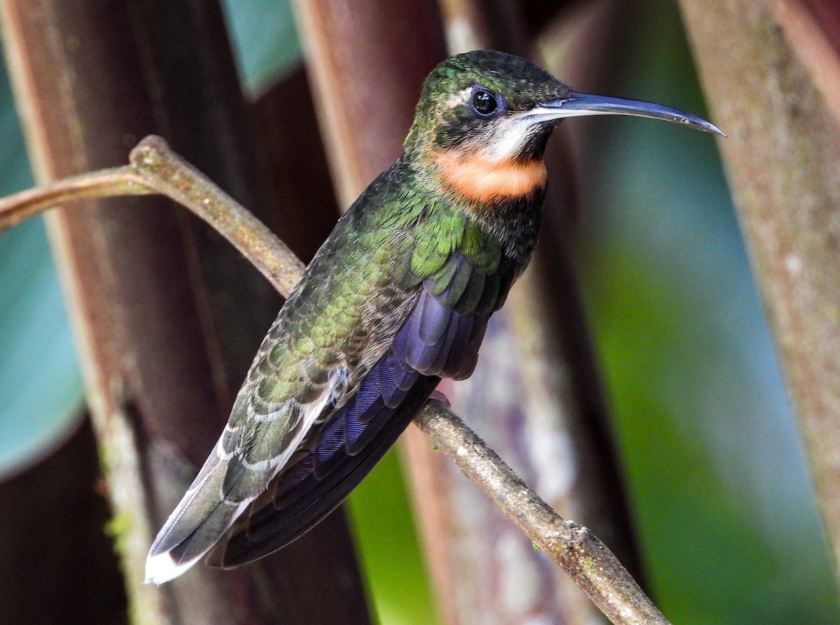Бородатый колибри-отшельник - ML459594181