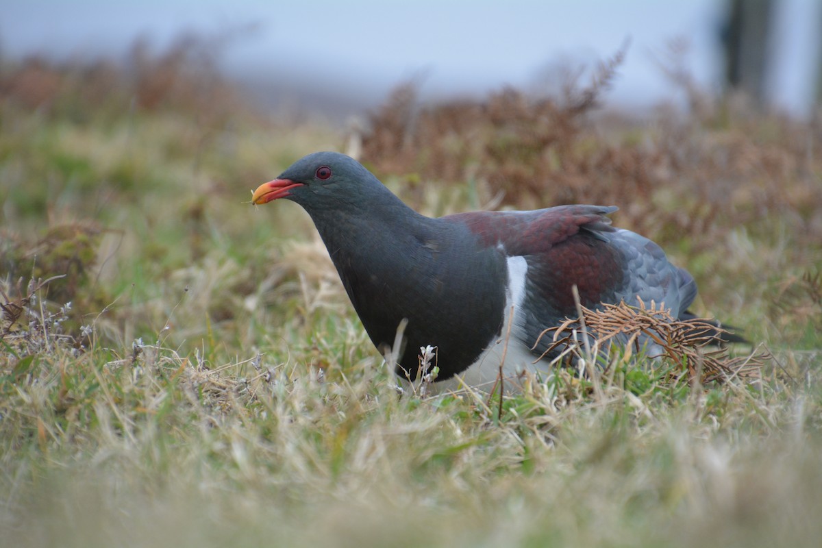 Chatham Island Pigeon - ML45959711