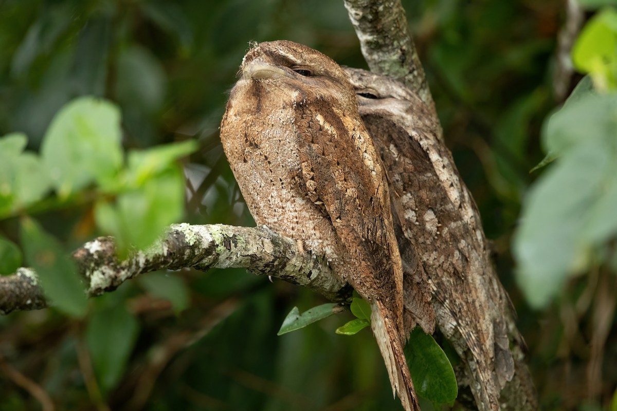 Papuan Frogmouth - ML459598281