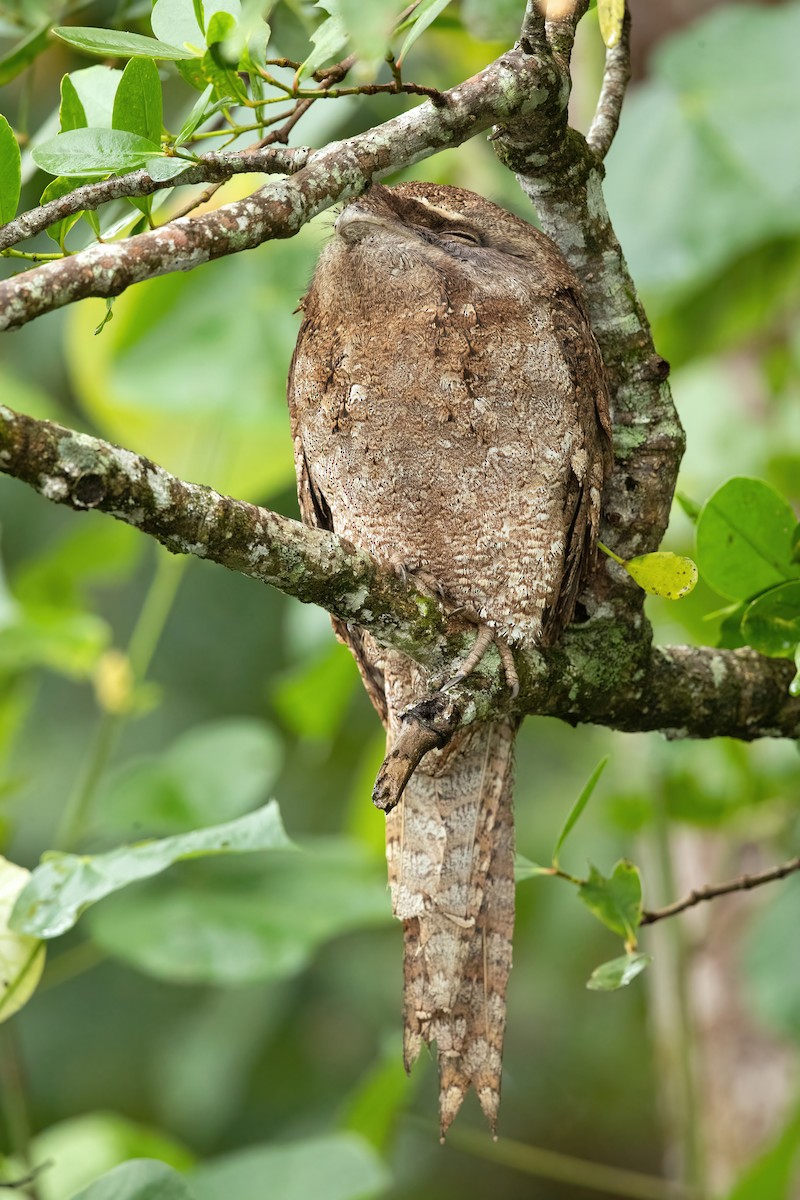 Papuan Frogmouth - ML459600271