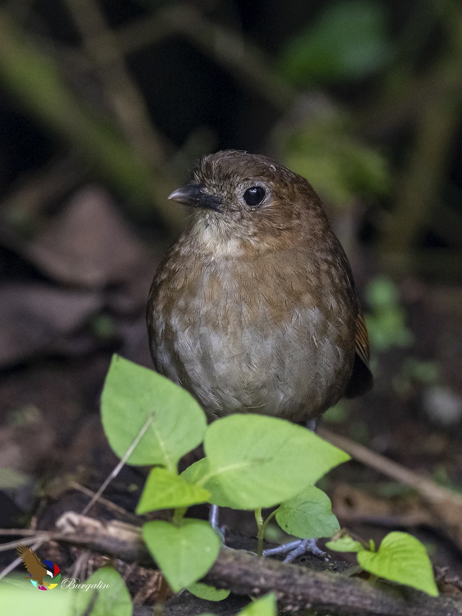 Brown-banded Antpitta - ML459601331