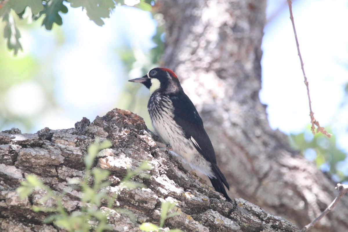 Acorn Woodpecker - ML459602221