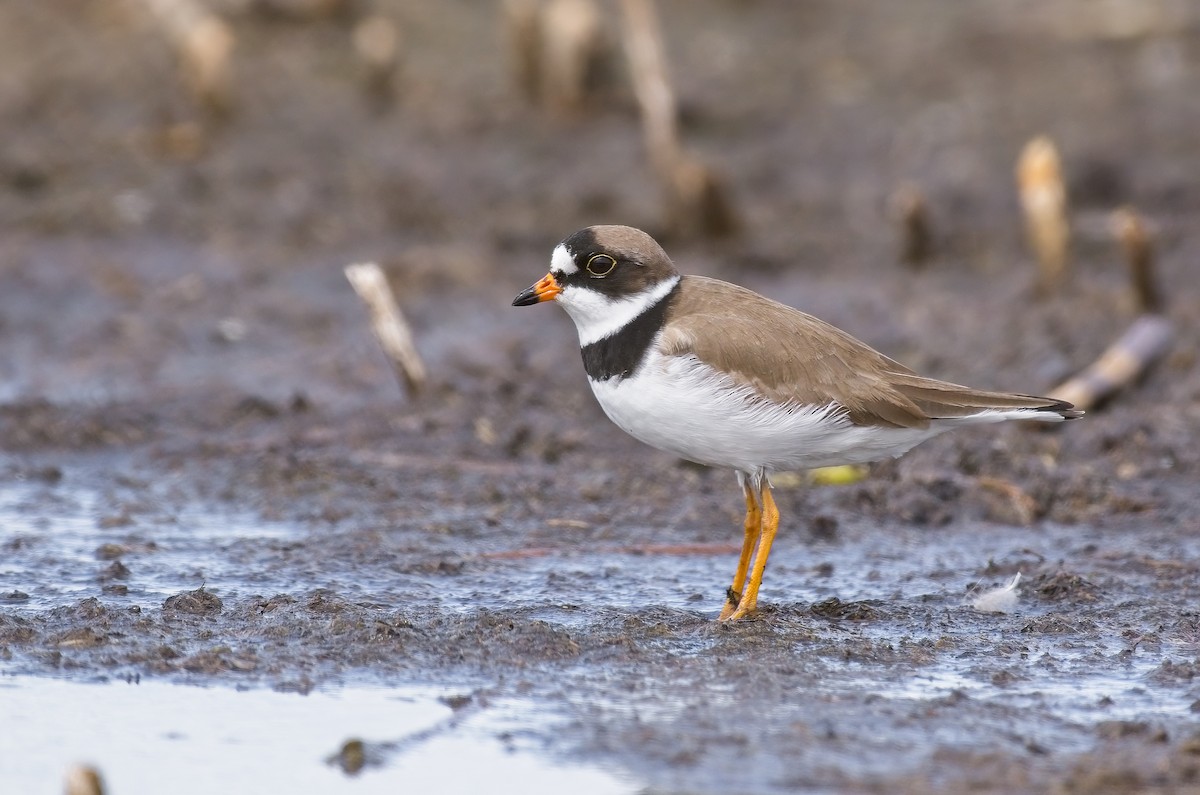 Semipalmated Plover - ML459604521