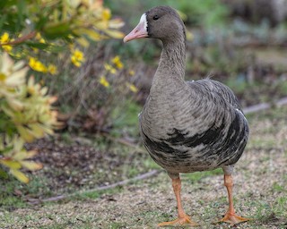 Greater White-fronted Goose (Western), ML45960481