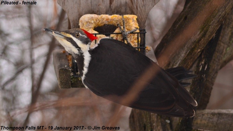 Pileated Woodpecker - Jim Greaves