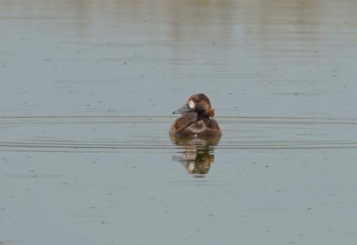 Greater Scaup - ML459607191