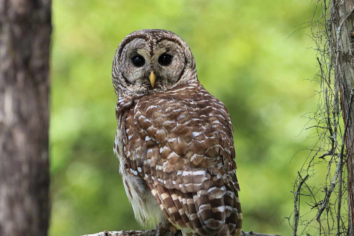 Barred Owl - ML459611821
