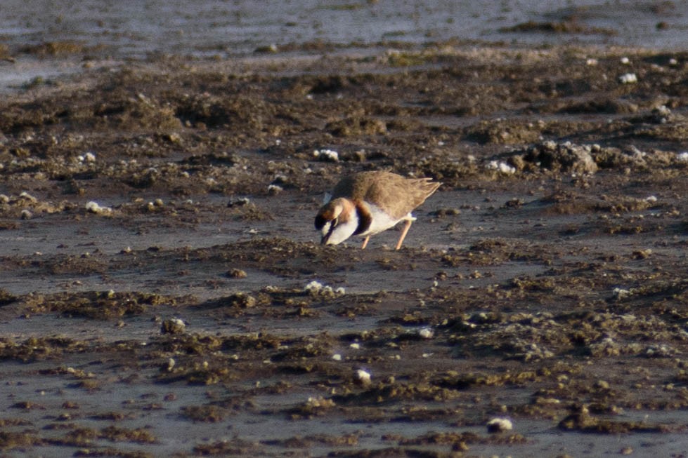 Collared Plover - ML459613551