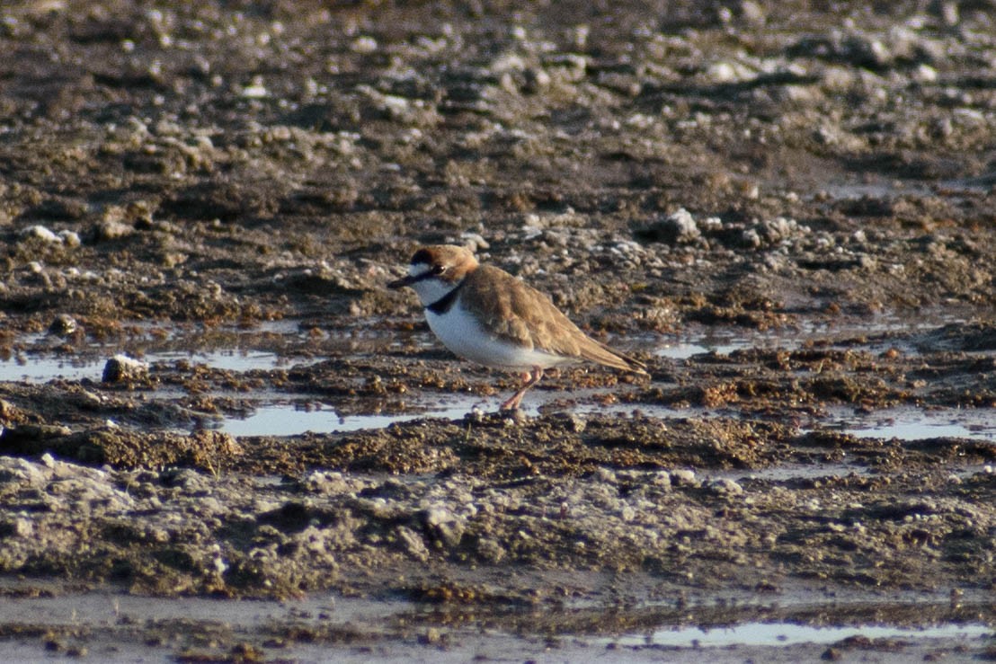 Collared Plover - ML459613561