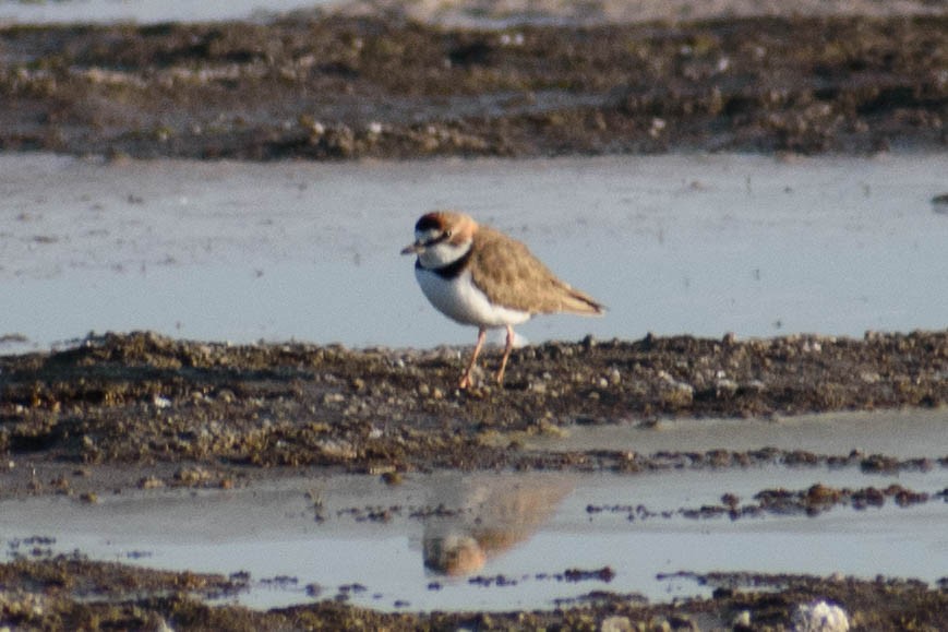 Collared Plover - ML459613571