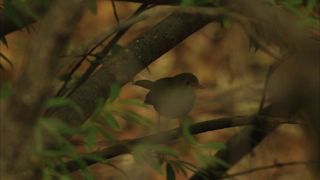 Orange-billed Nightingale-Thrush (Brown-headed) - ML459614