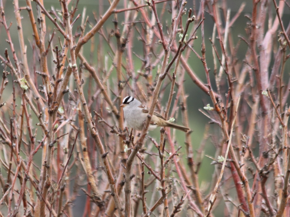 White-crowned Sparrow - ML459617321
