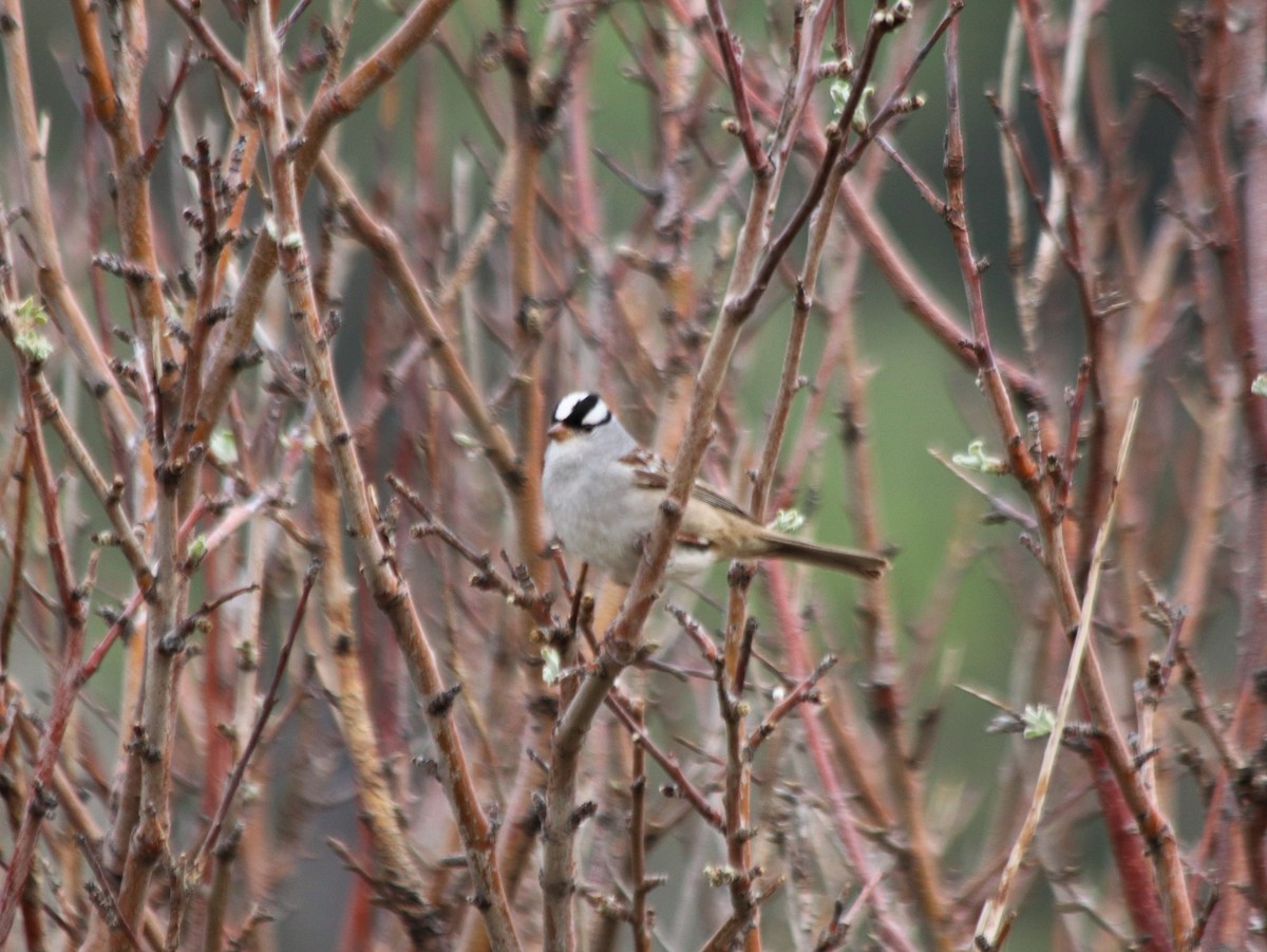 White-crowned Sparrow - ML459617341