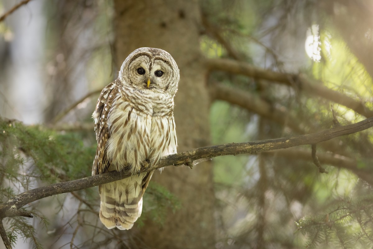 Barred Owl - ML459618071