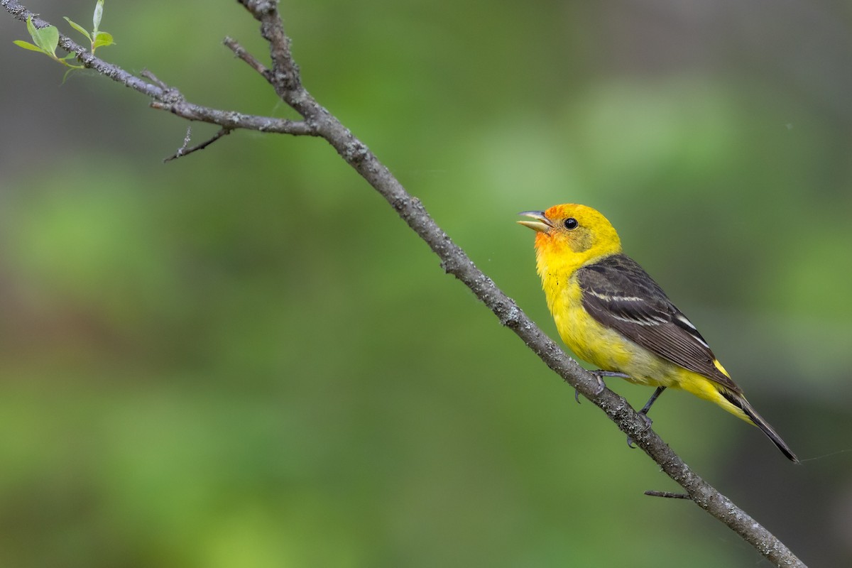Western Tanager - ML459618161