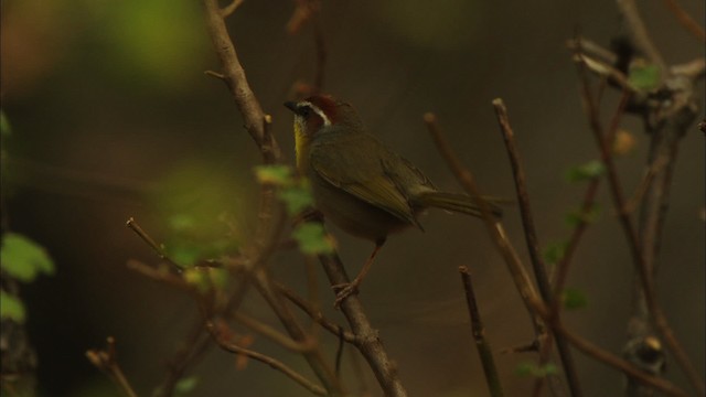 Rufous-capped Warbler (rufifrons Group) - ML459619