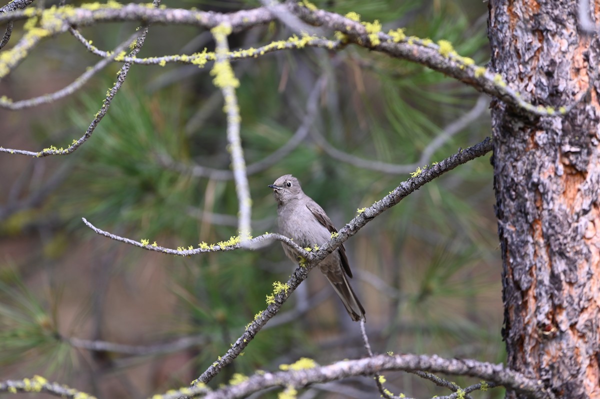 Townsend's Solitaire - ML459619561