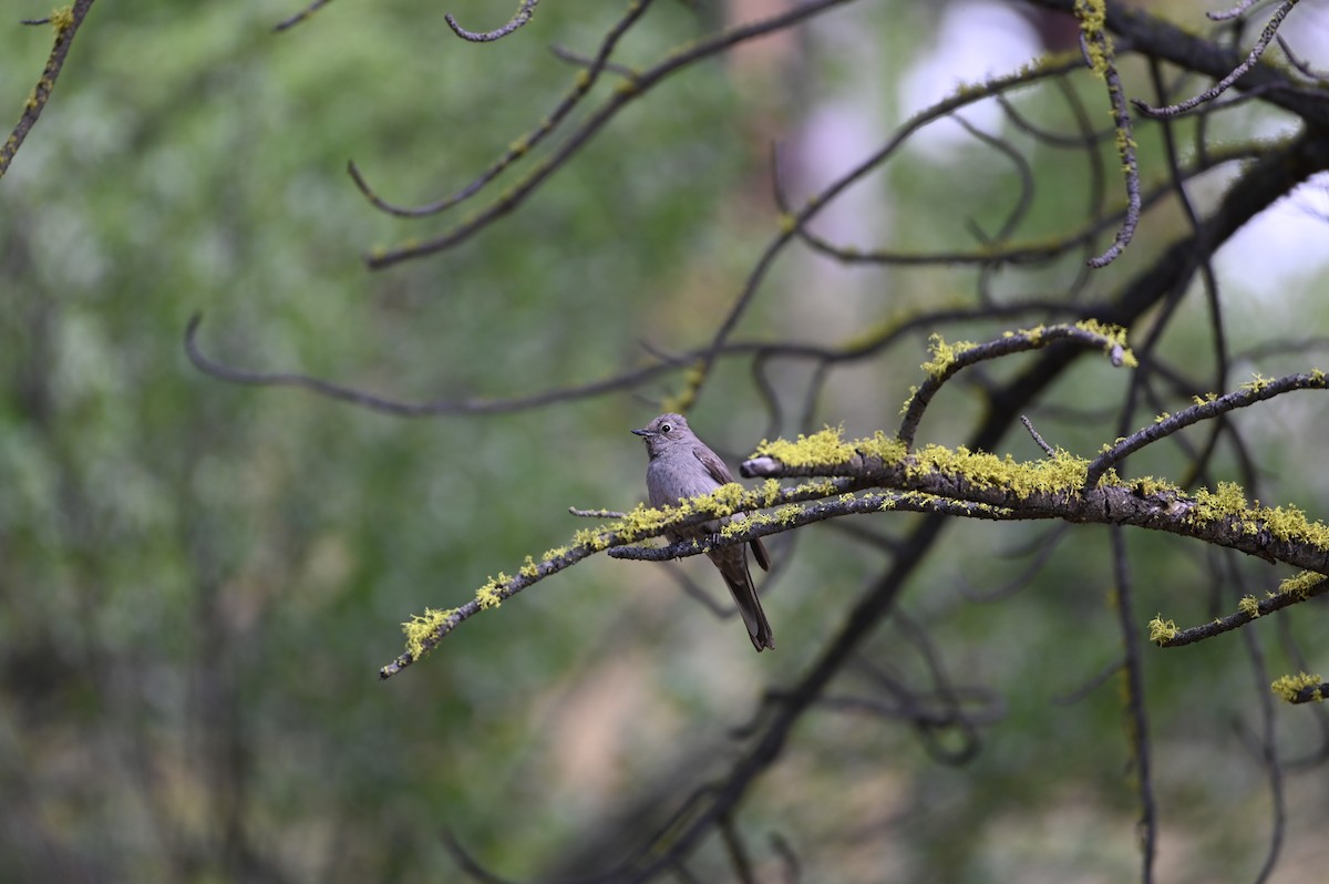 Townsend's Solitaire - ML459619581