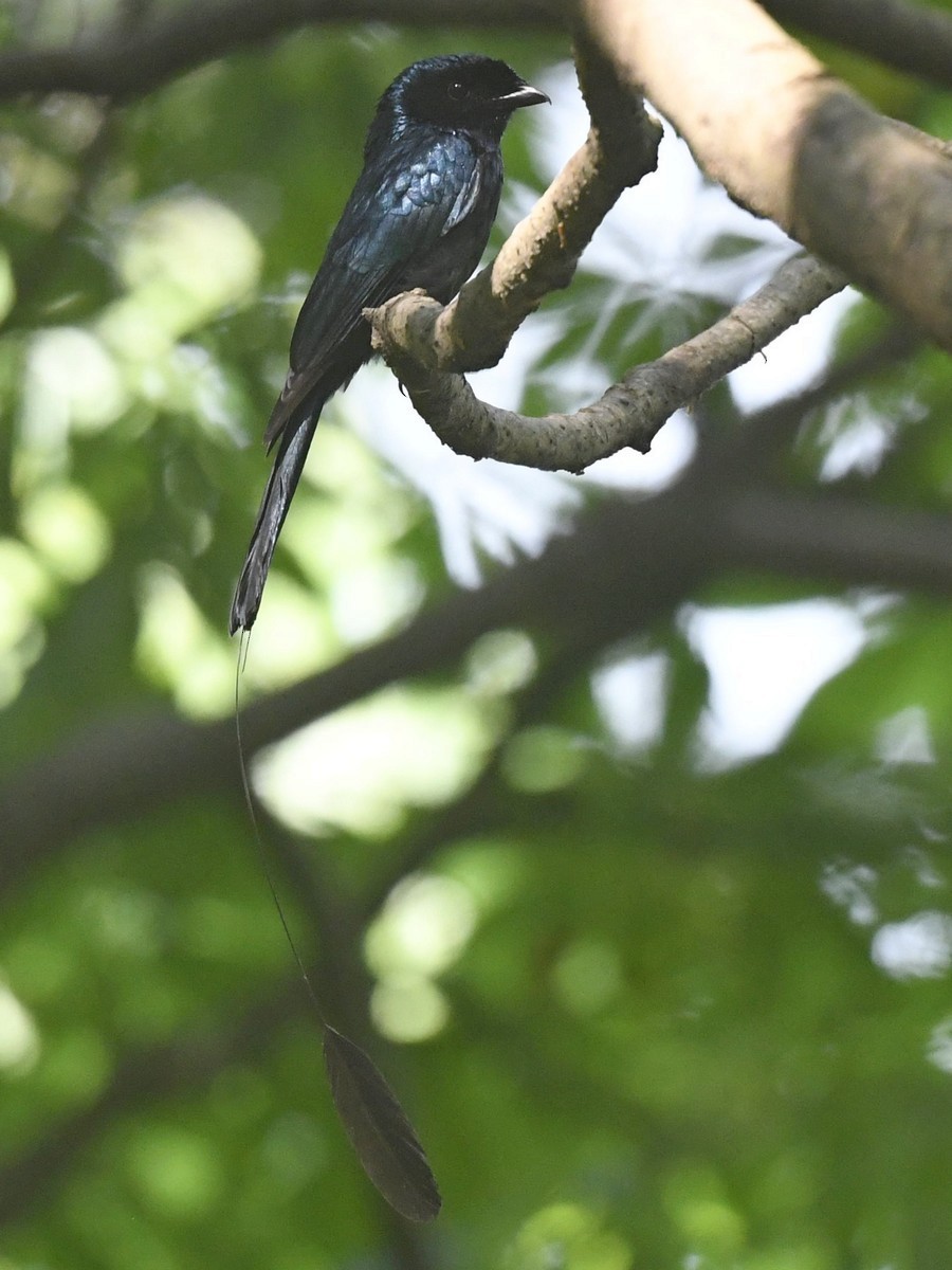 Lesser Racket-tailed Drongo - ML459623351
