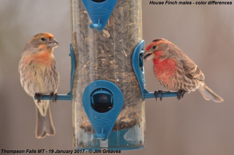 House Finch - Jim Greaves