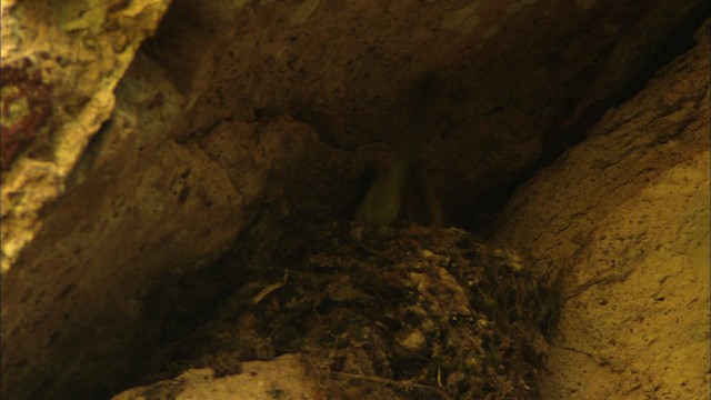 Batı Amerika Sinekkapanı (occidentalis/hellmayri) - ML459627