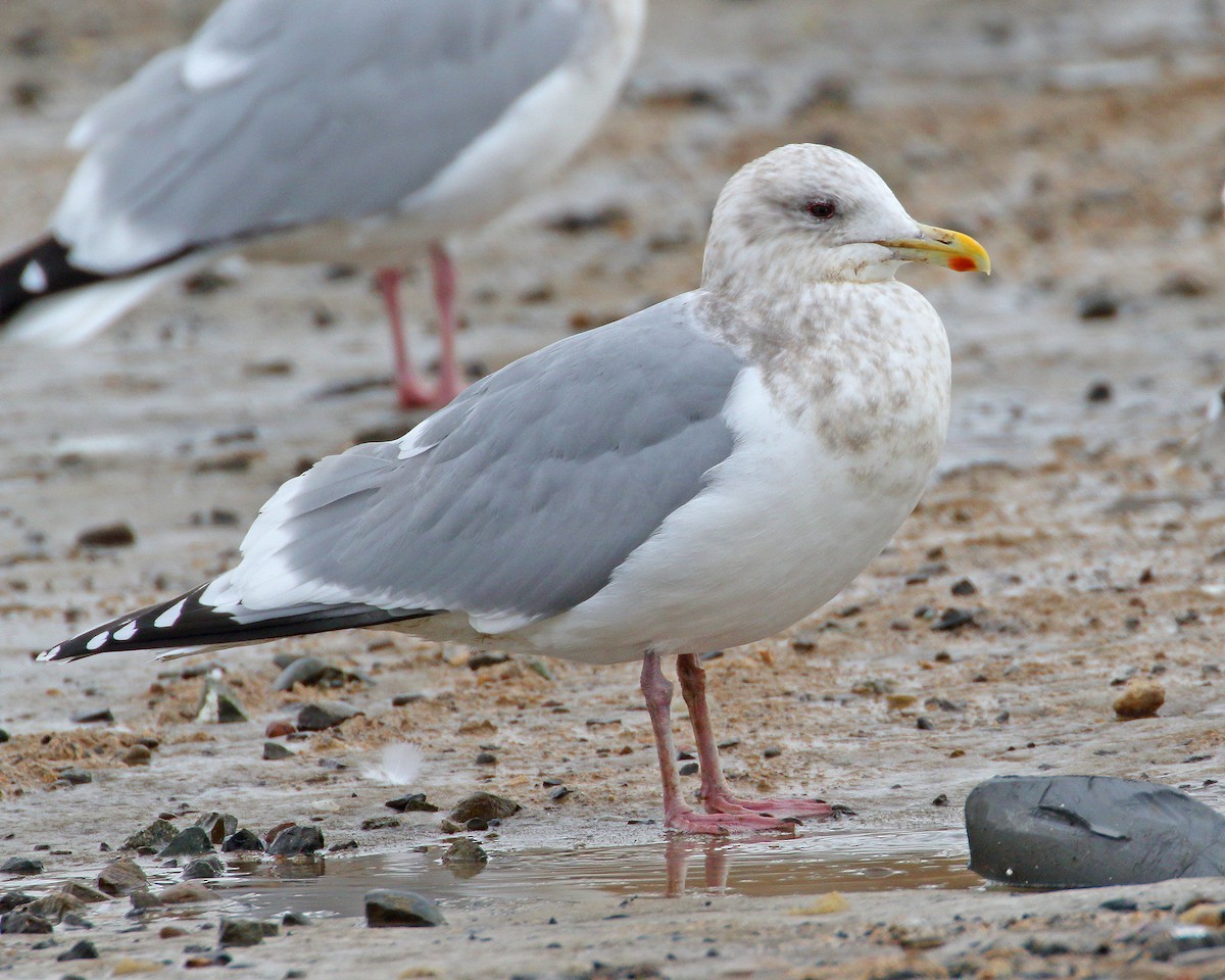 eBird Checklist 19 Jan 2017 Asotin County Regional Landfill 7