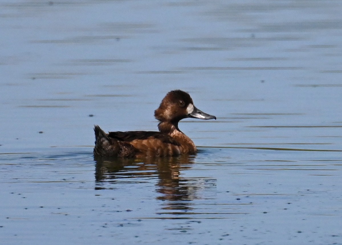 Greater Scaup - ML459629361