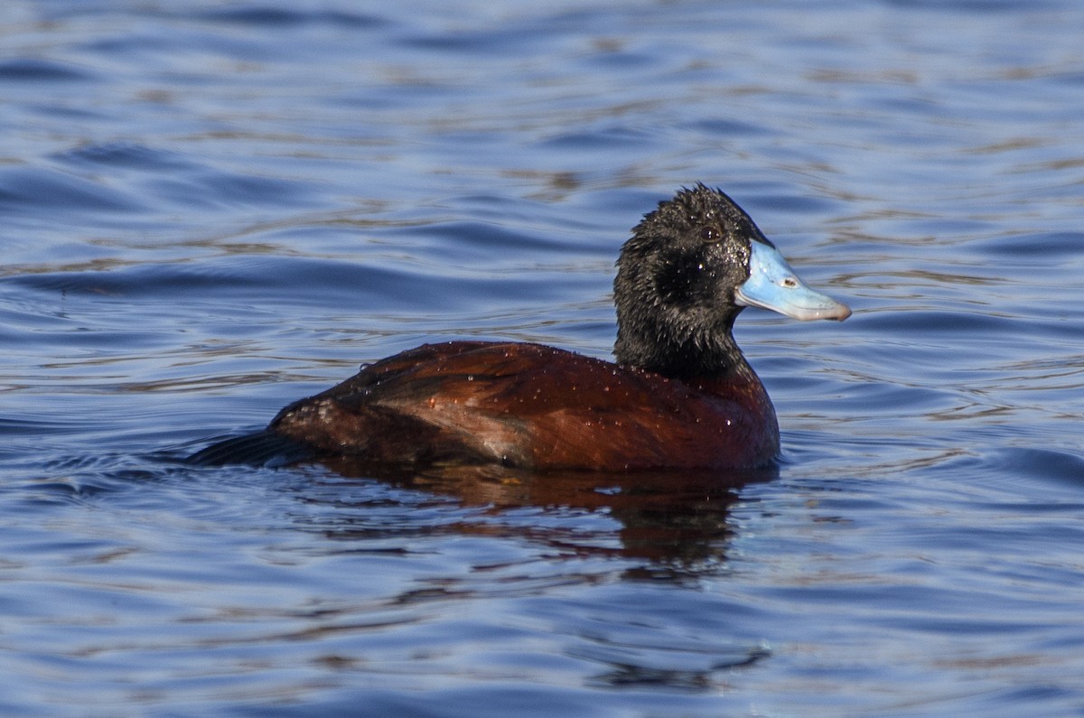 Blue-billed Duck - Campbell Paine