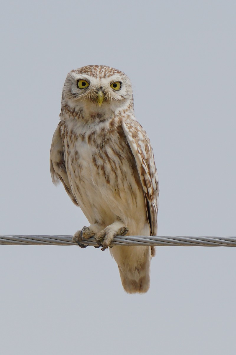 Little Owl (Hutton's) - ML459633901