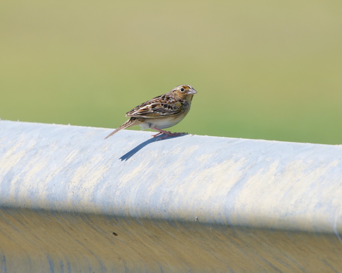 Grasshopper Sparrow - ML459638971