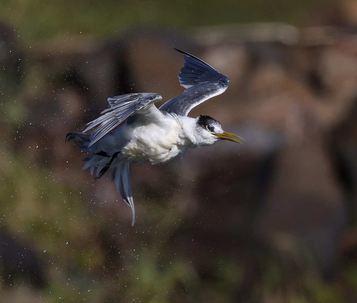 Great Crested Tern - Andy Gee