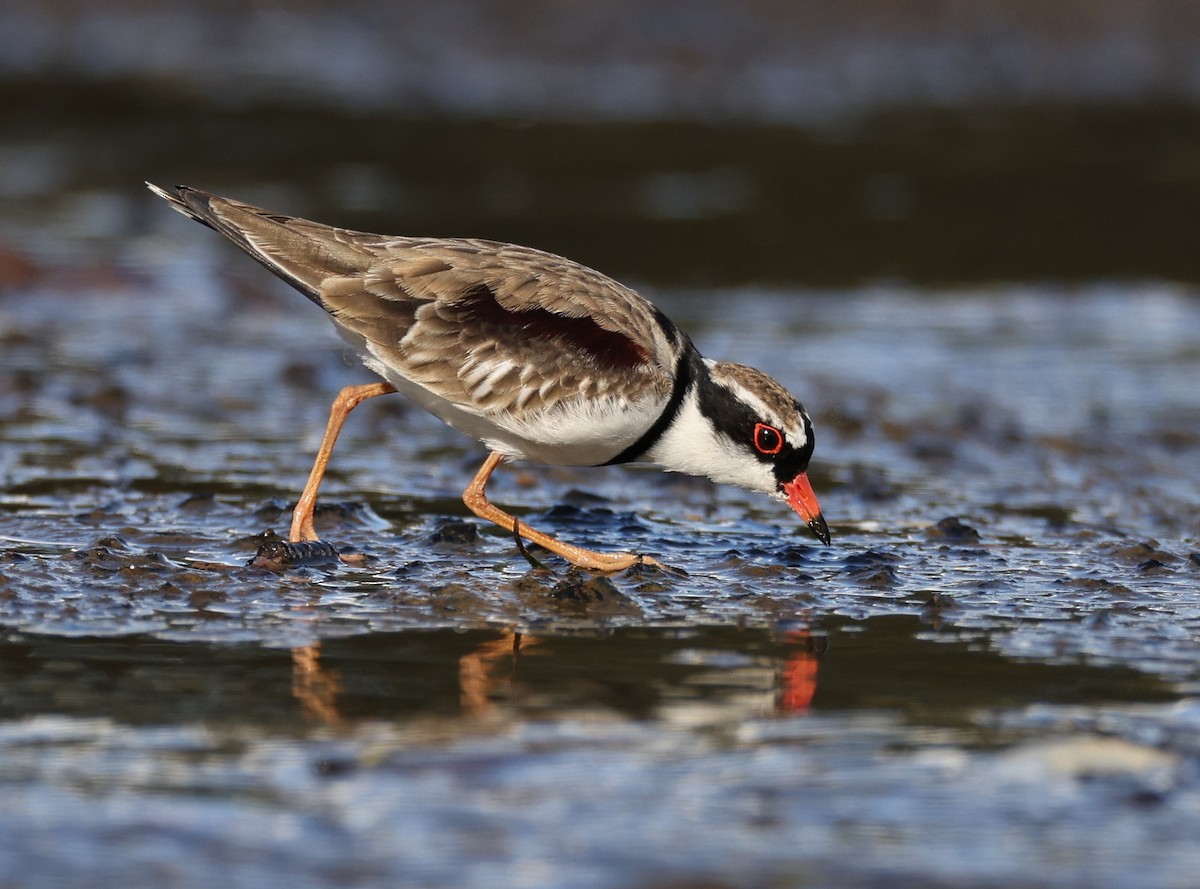 Black-fronted Dotterel - Andy Gee