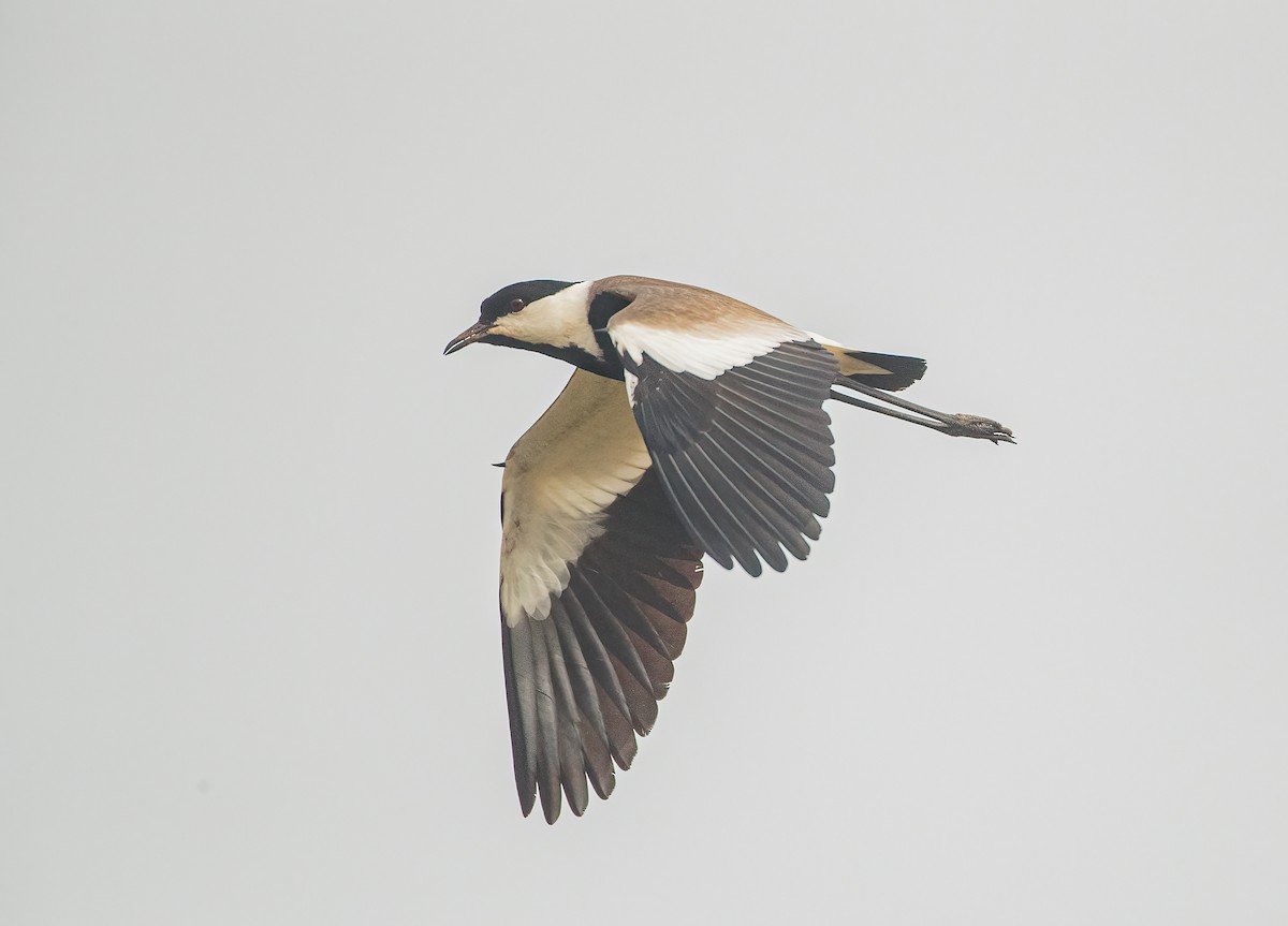 Spur-winged Lapwing - ML459646591