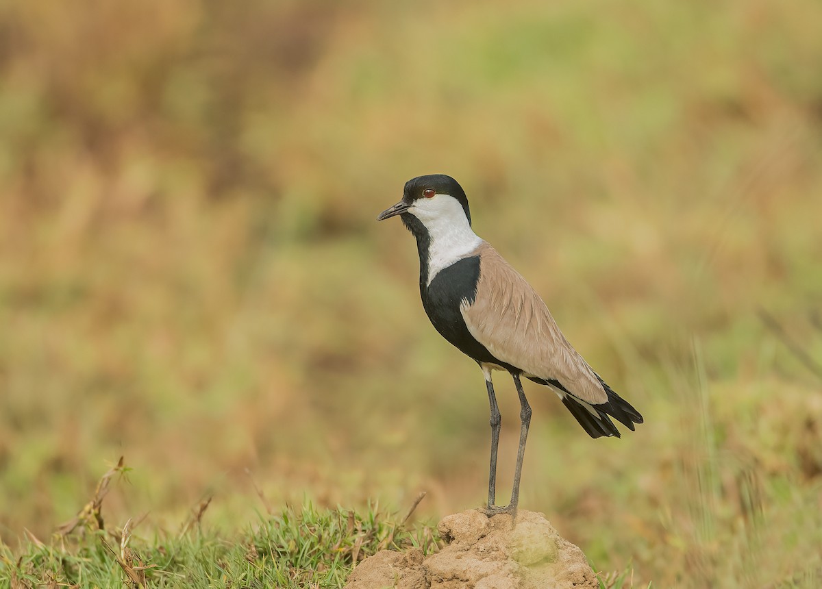Spur-winged Lapwing - ML459646601