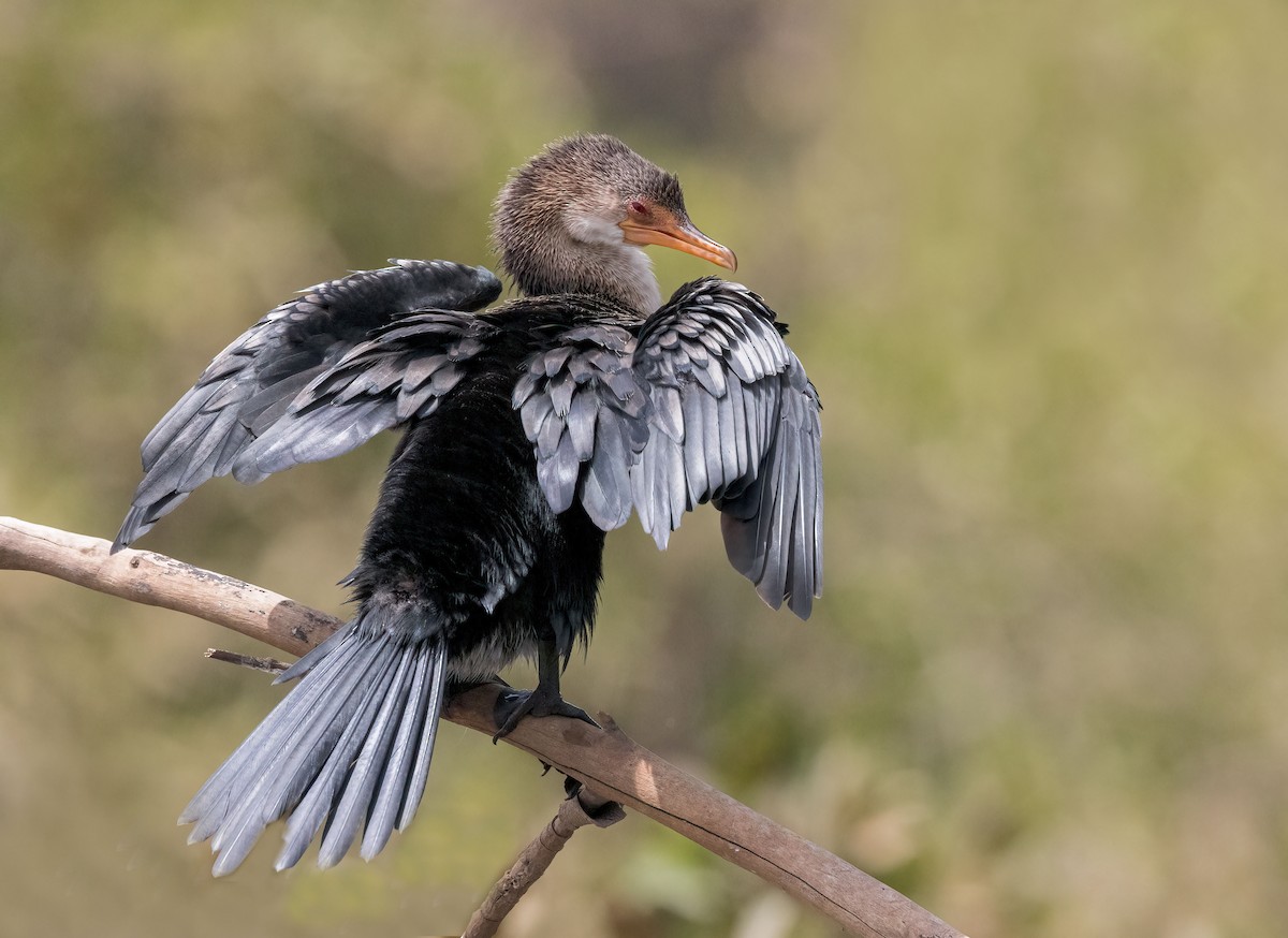 Long-tailed Cormorant - Pascal De Munck