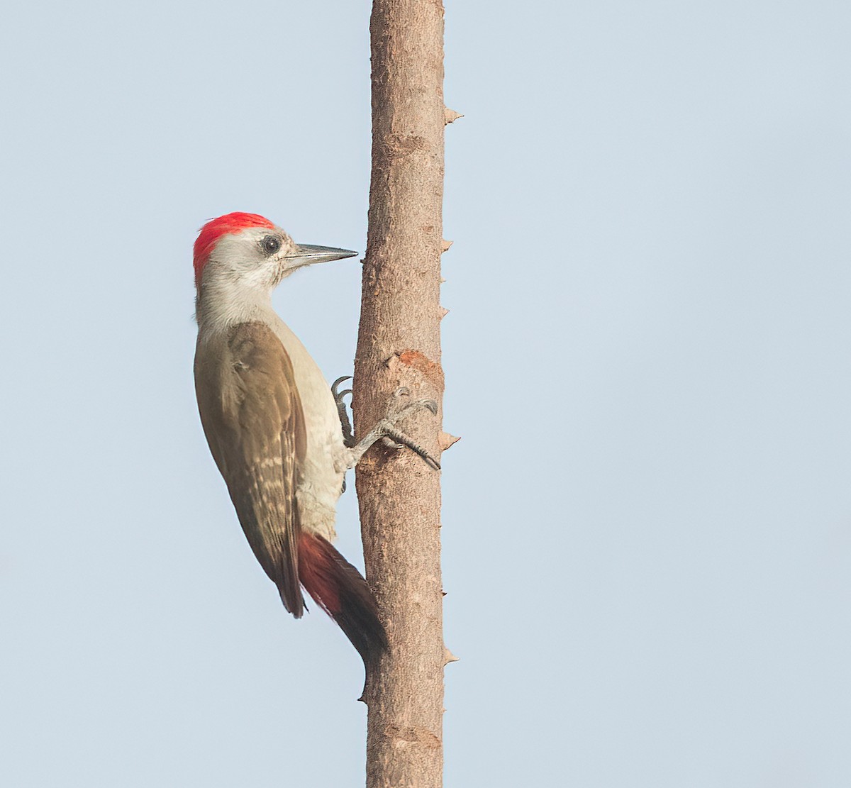 African Gray Woodpecker - ML459647631