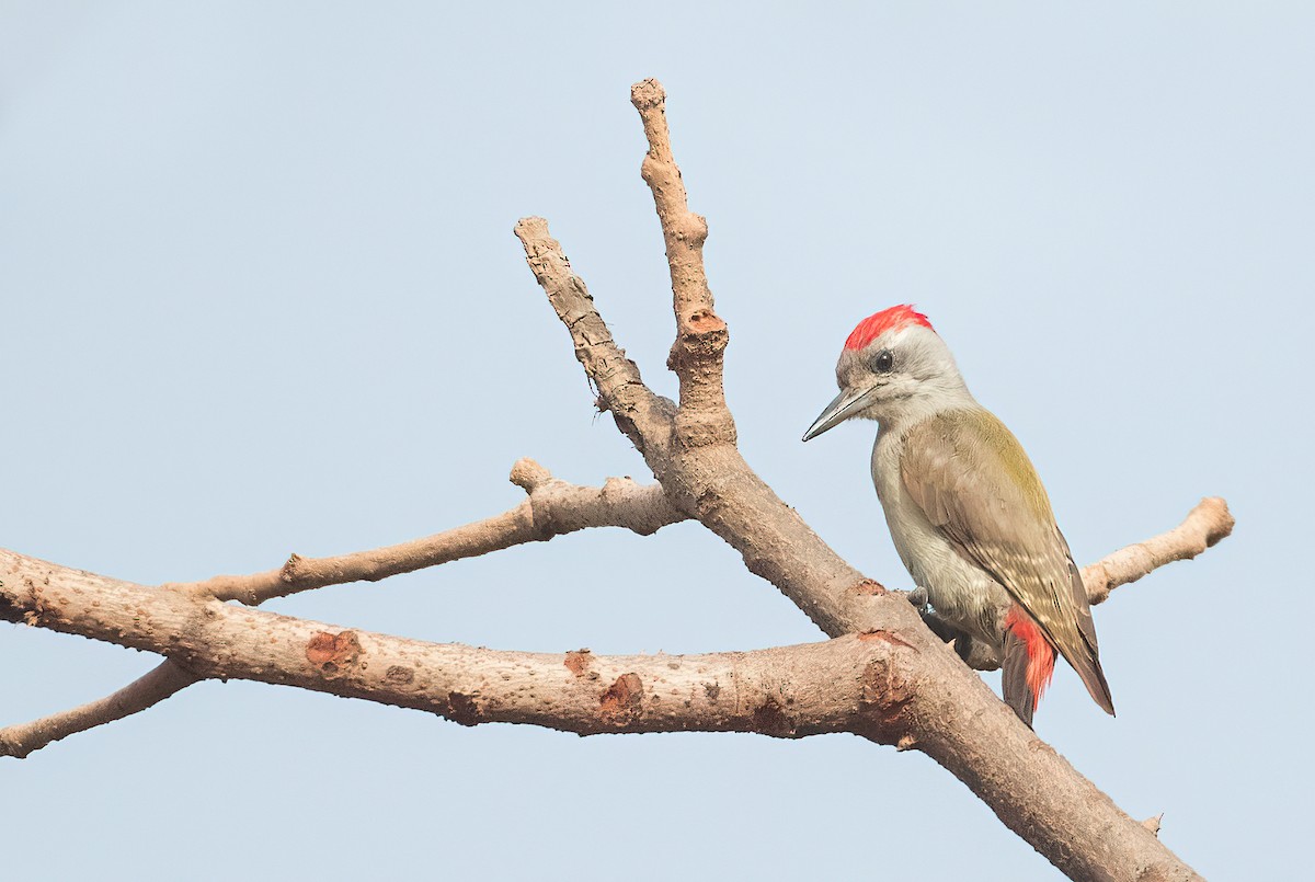 African Gray Woodpecker - ML459647641