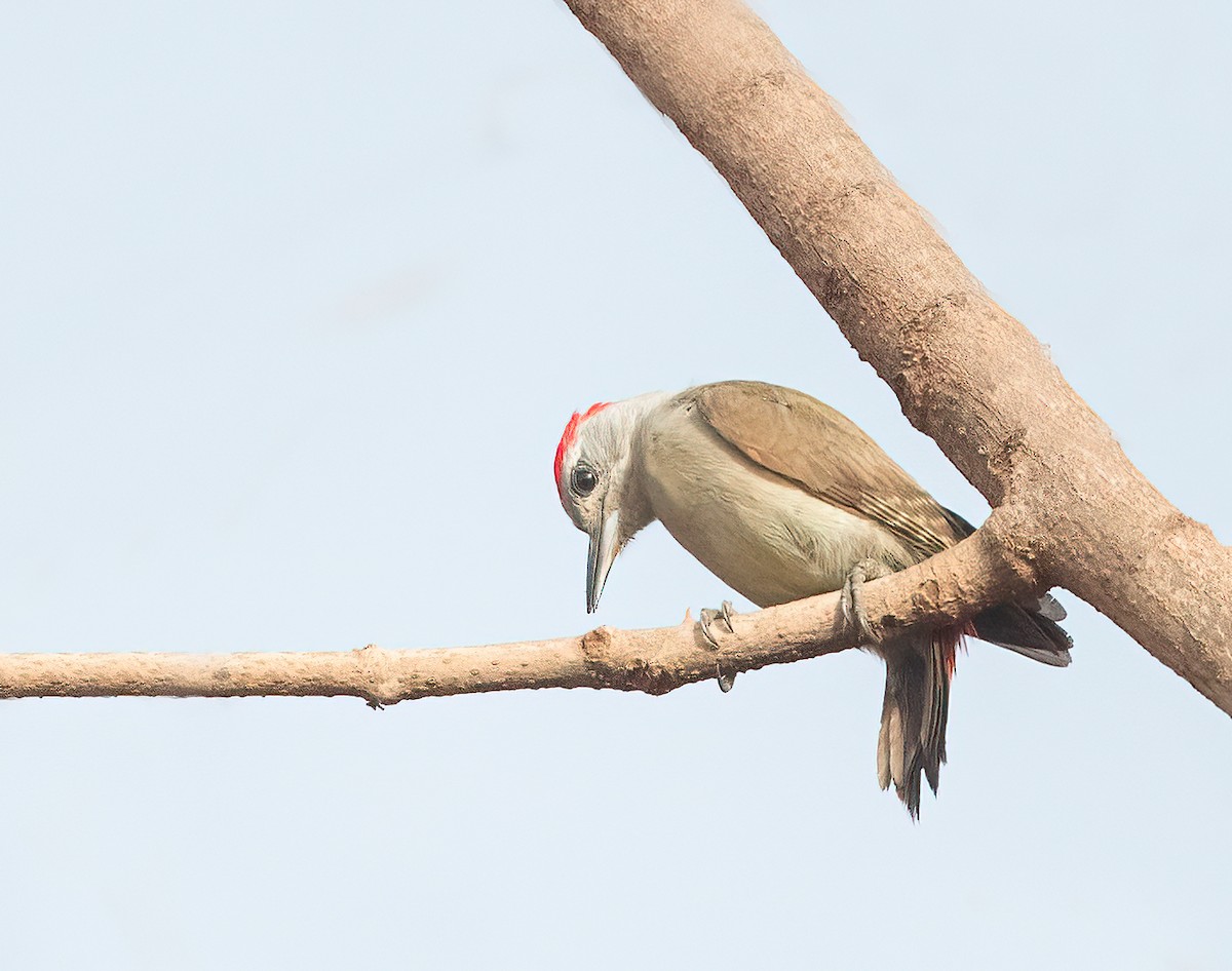 African Gray Woodpecker - ML459647651