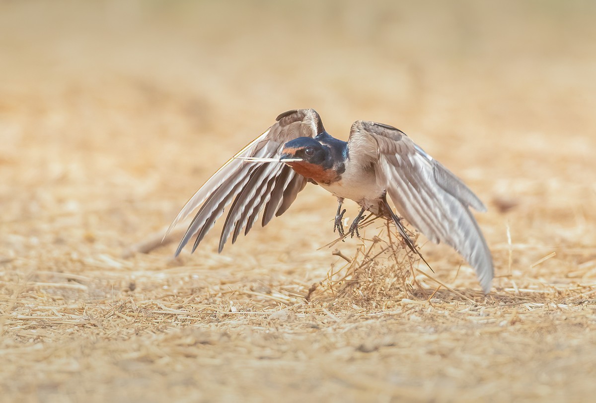 Red-chested Swallow - Pascal De Munck