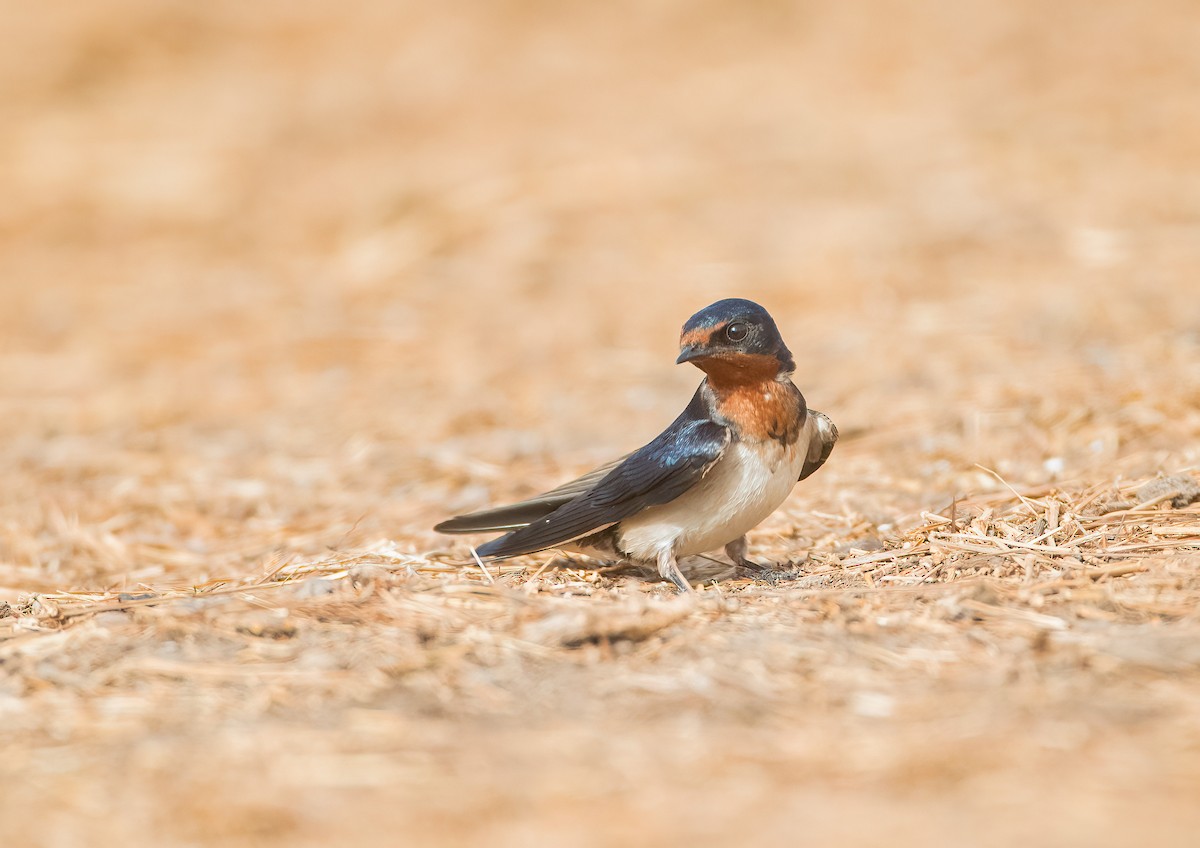Red-chested Swallow - Pascal De Munck