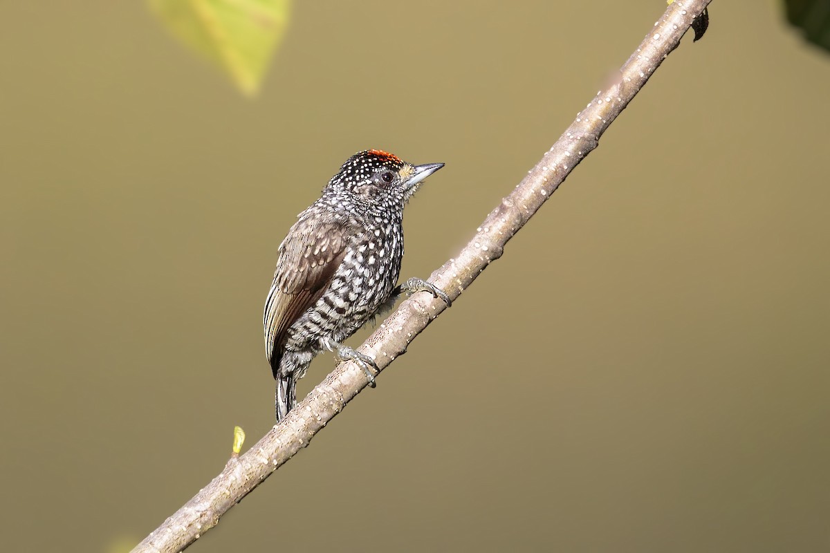 Speckle-chested Piculet - ML459650991
