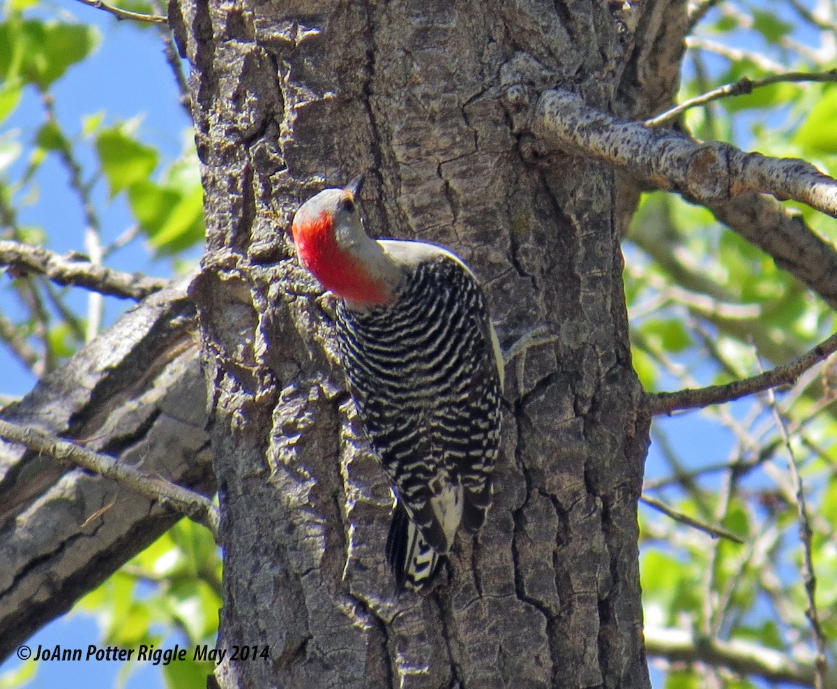 Red-bellied Woodpecker - JoAnn Potter Riggle 🦤
