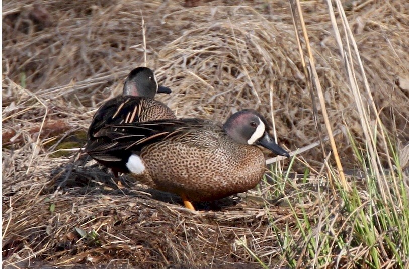 Blue-winged Teal - Anne (Webster) Leight
