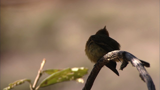 Tufted Flycatcher (Mexican) - ML459656