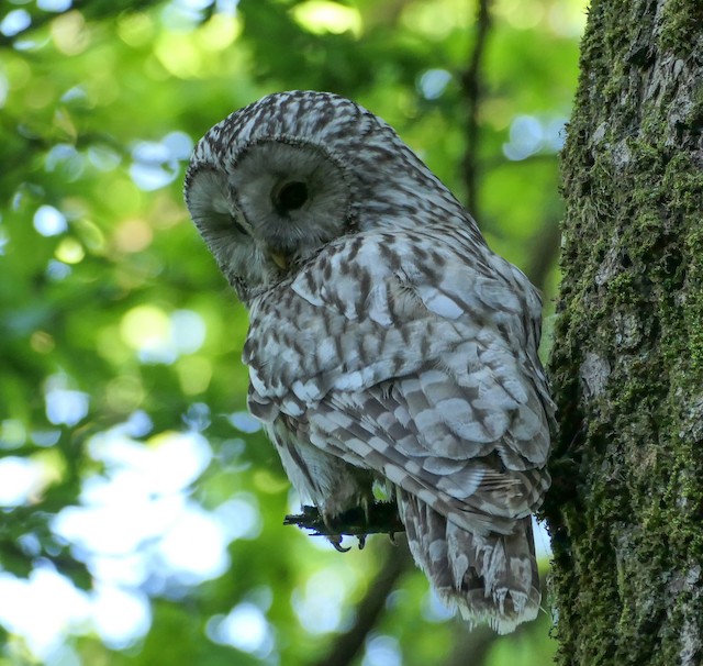 Second Basic Ural Owl (subspecies <em class="SciName notranslate">uralensis</em>) - Ural Owl - 