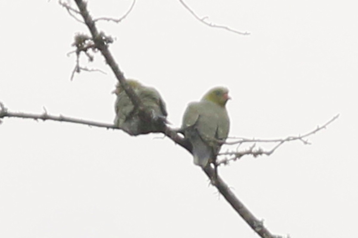 African Green-Pigeon - ML45965871